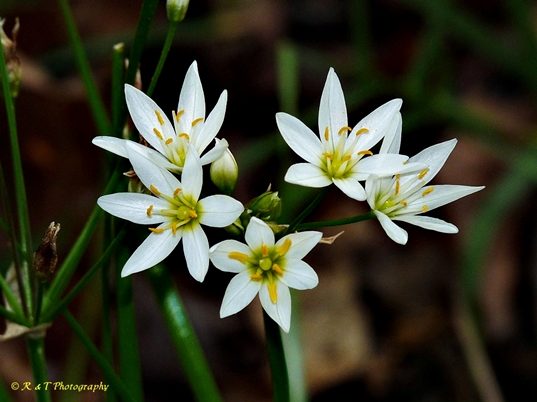 {Nothoscordum bivalve}